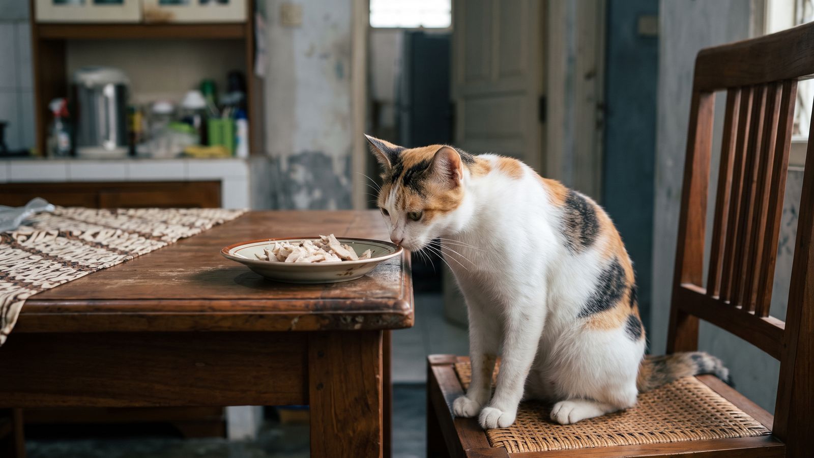 Kucing Boleh Makan Apa Saja? Ini Makanan Manusia yang Aman dan yang Berbahaya